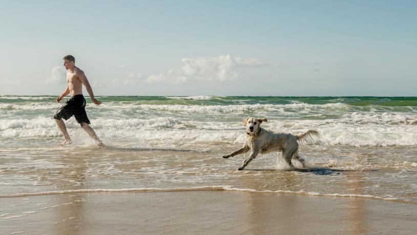Dog at the beach of Løkken