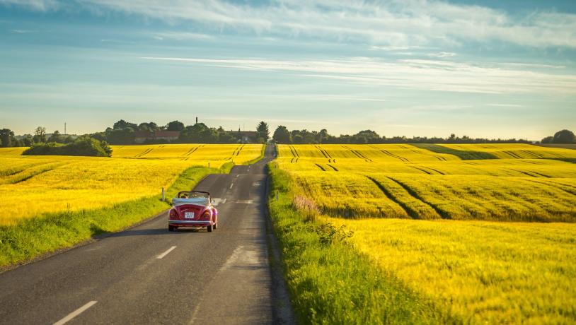 Yellow rapeseed fields close to Aarhus in Denmark