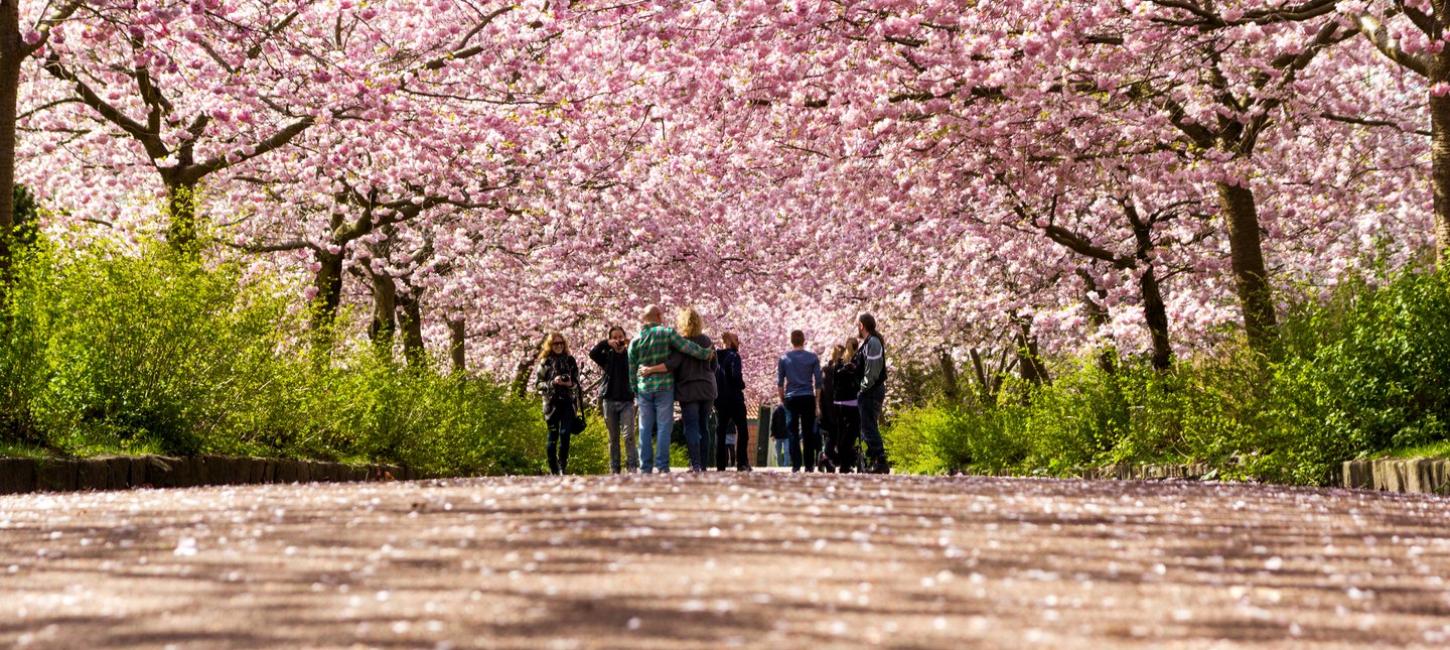 Cherry Blossoms Bispebjerg Cemetery, Copenhagen