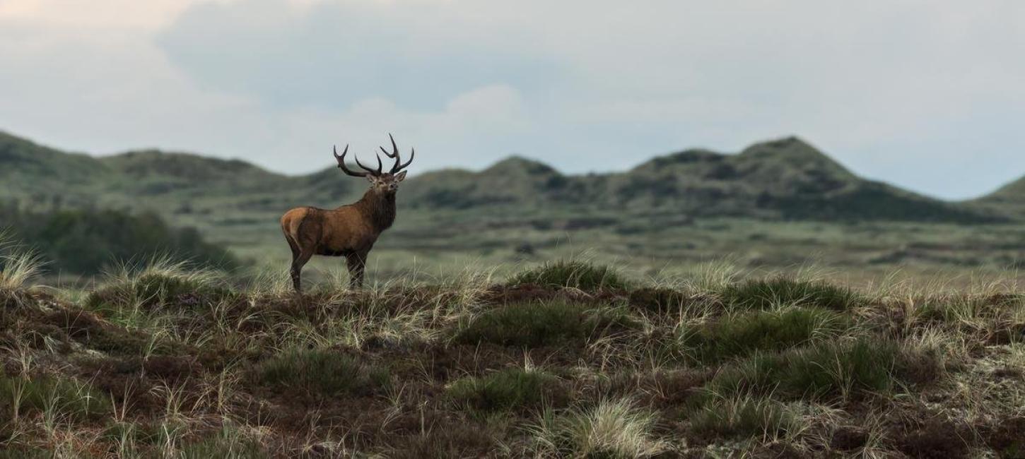 Lodbjerg Hede in Thy National Park, North Jutland