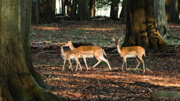 Deer at Dyrehaven deer park