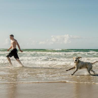 Dog at the beach of Løkken