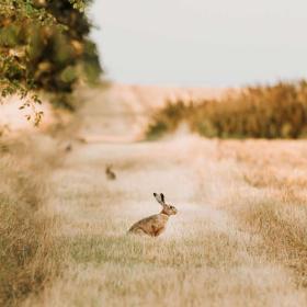 Rabbit on the rabbit trail, Endelave, Destination Kystlandet, Denmark